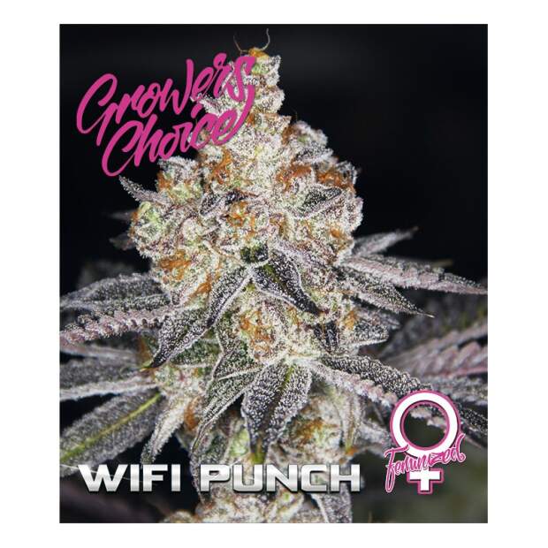 Growers Choice Wifi Punch 5 Stk feminisiert