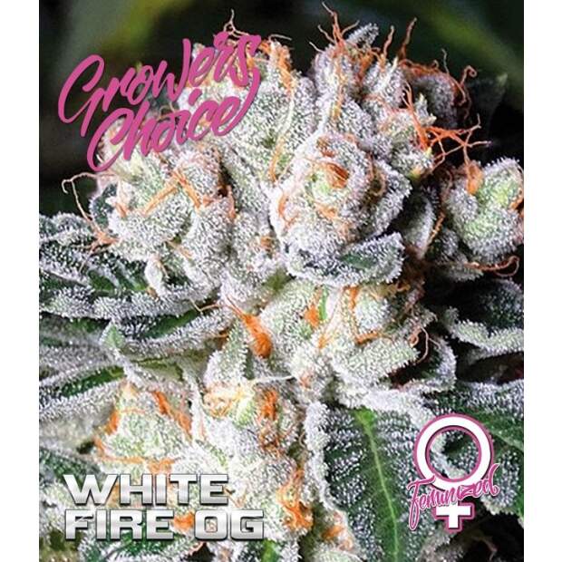 Growers Choice White Fire OG 5 Stk feminisiert