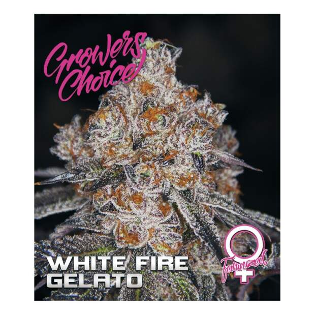 Growers Choice White Fire Gelato 5 Stk feminisiert