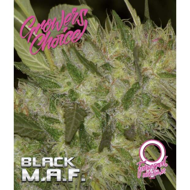 Growers Choice Black M.A.F. 5 Stk feminisiert