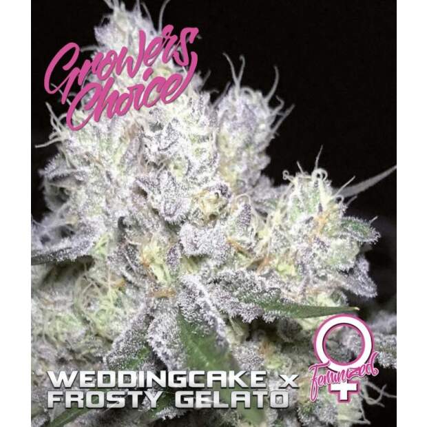 Growers Choice Weddingcake X Frosty Gelato 3 Stk feminisiert