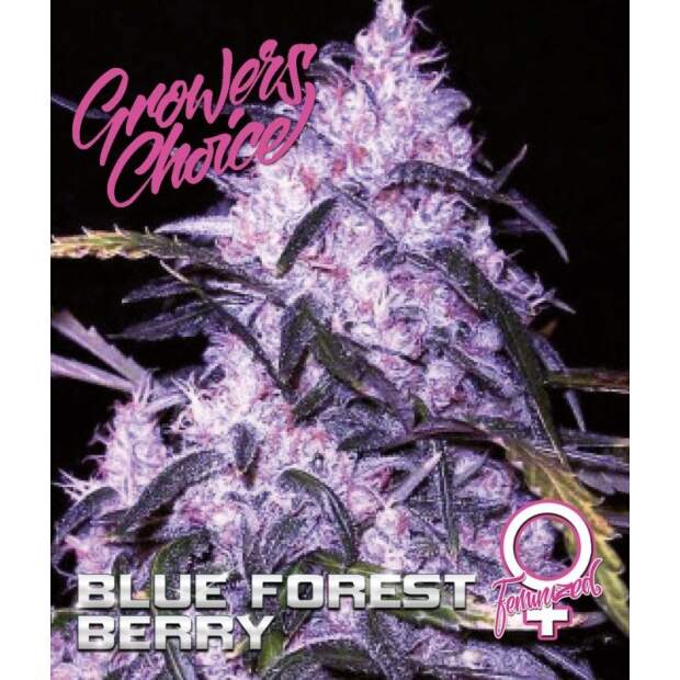 Growers Choice Blue Forest Berry 3 pcs feminised