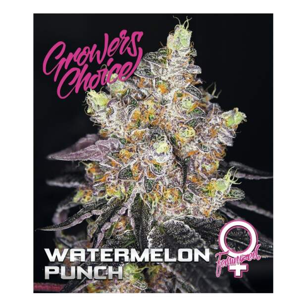 Growers Choice Watermelon Punch 5 Stk feminisiert