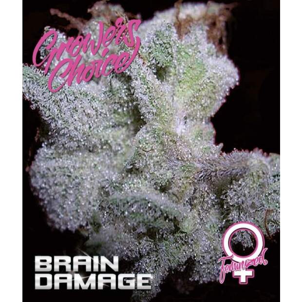 Growers Choice Braindamage 3 Stk feminisiert