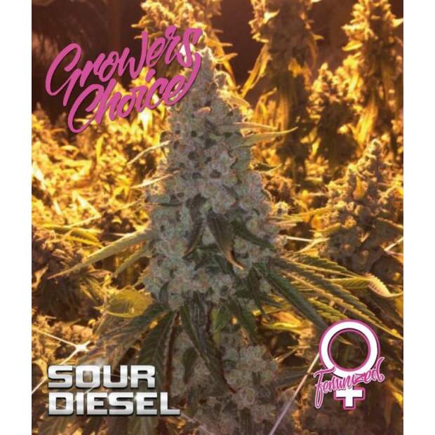 Growers Choice Sour Diesel 3 Stk feminisiert