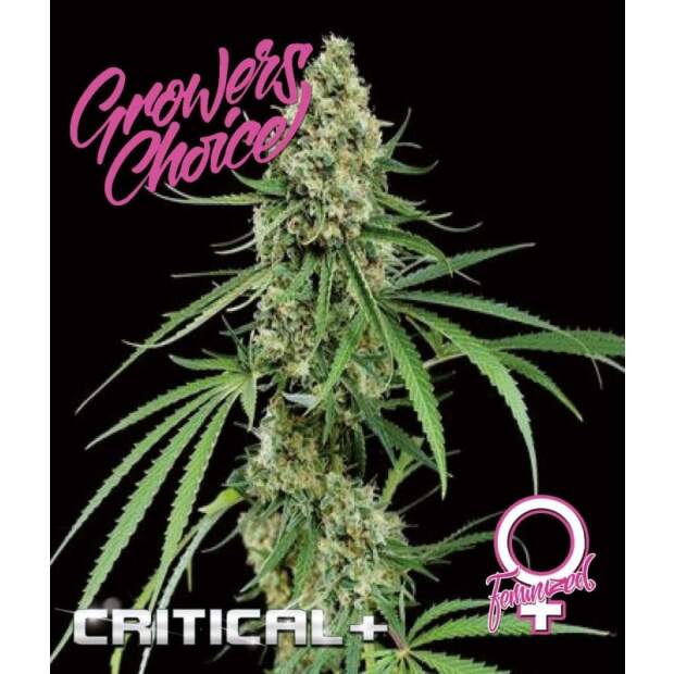 Growers Choice Critical+ 3 Stk feminisiert