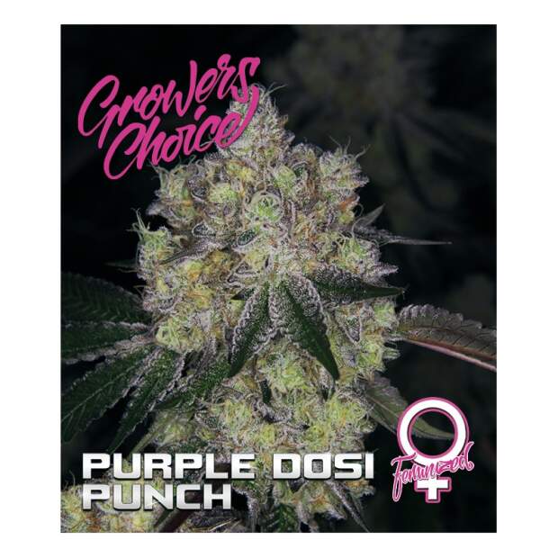 Growers Choice Purple Dosi Punch 5 Stk feminisiert