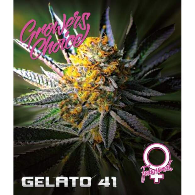 Growers Choice Gelato 41 5 Stk feminisiert