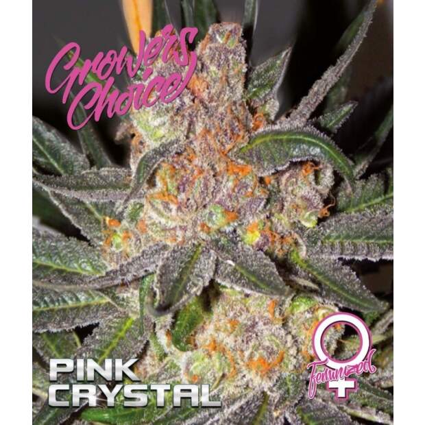 Growers Choice Pink Crystal 5 Stk feminisiert