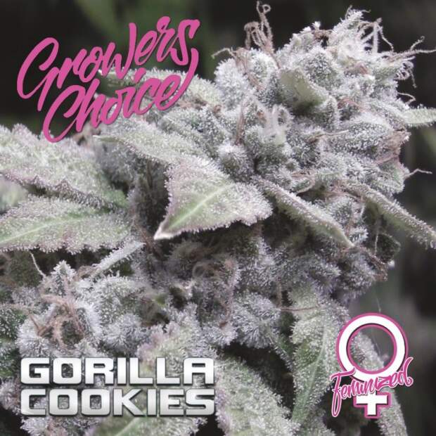 Growers Choice Gorilla Cookies 5 Stk feminisiert