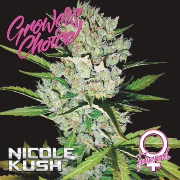 Growers Choice Nicole Kush 5 Stk feminisiert