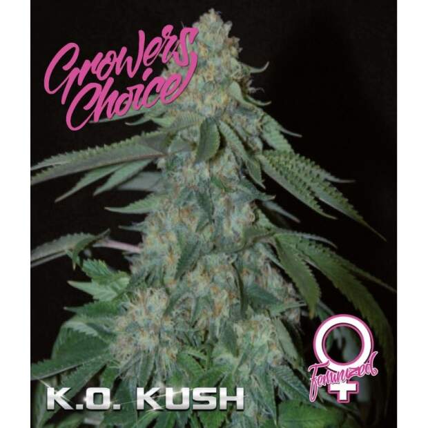 Growers Choice KO Kush 3 Stk feminisiert