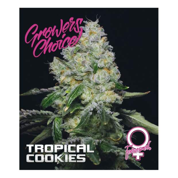 Growers Choice Tropical Cookies 5 Stk feminisiert