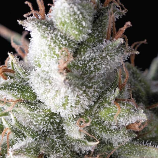 Pyramid Seeds Auto Ramses 5 pcs feminised