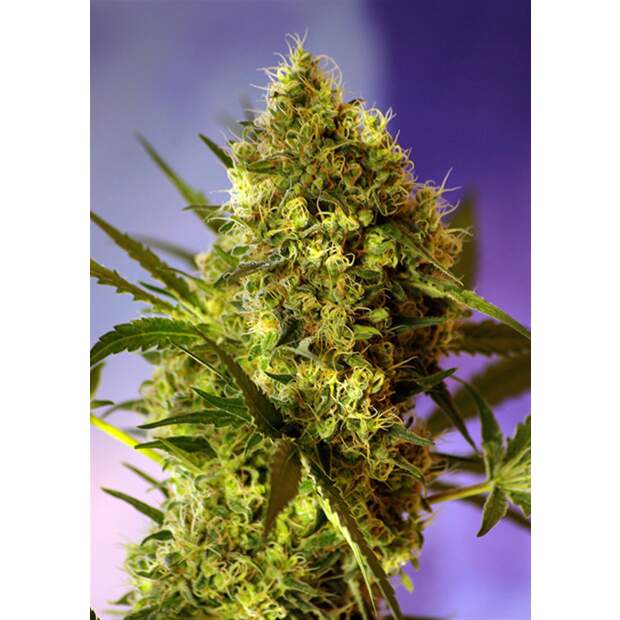 Sweet Seeds Big Devil #2 Auto 3 Stk feminisiert