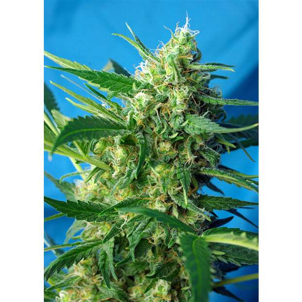 Sweet Seeds Ice Cool Auto 3 Stk feminisiert