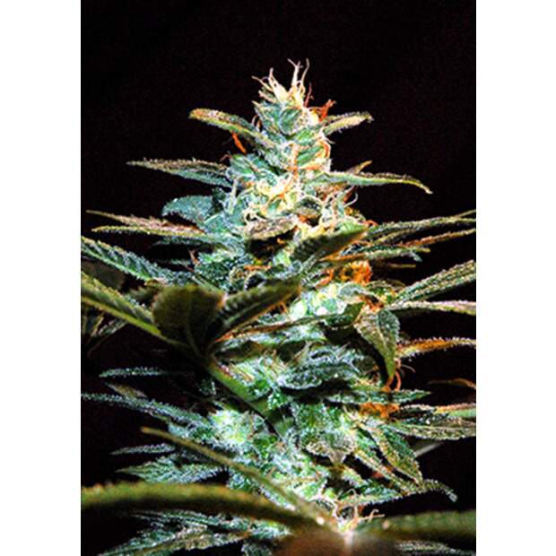 Sweet Seeds Ice Cool CBD 3 Stk feminisiert