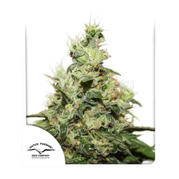 Dutch Passion CBD Kush 5 Stk feminisiert